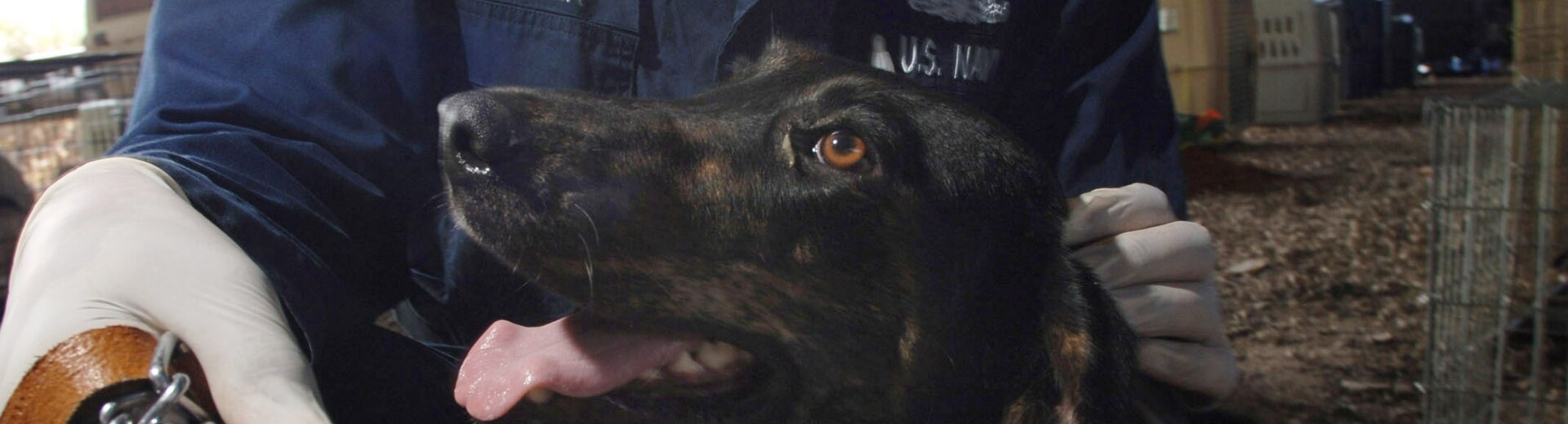 A shelter worker with a stray dog awaiting adoption