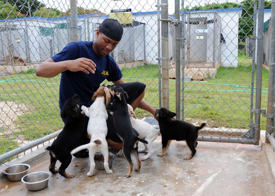 A volunteer playing with a kennel of puppies at an animal shelter