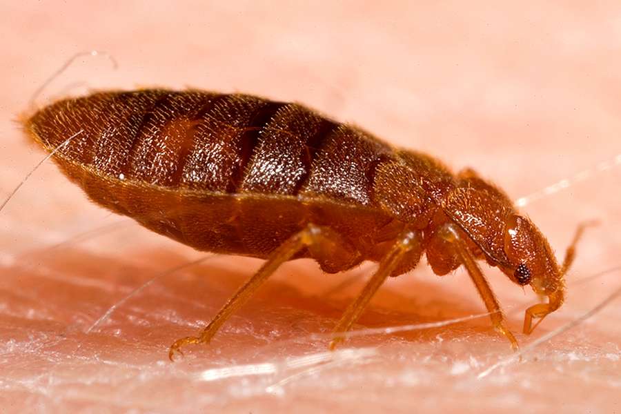 Educational close-up of an adult bedbug on a voluntary human host, not a Polish infestation