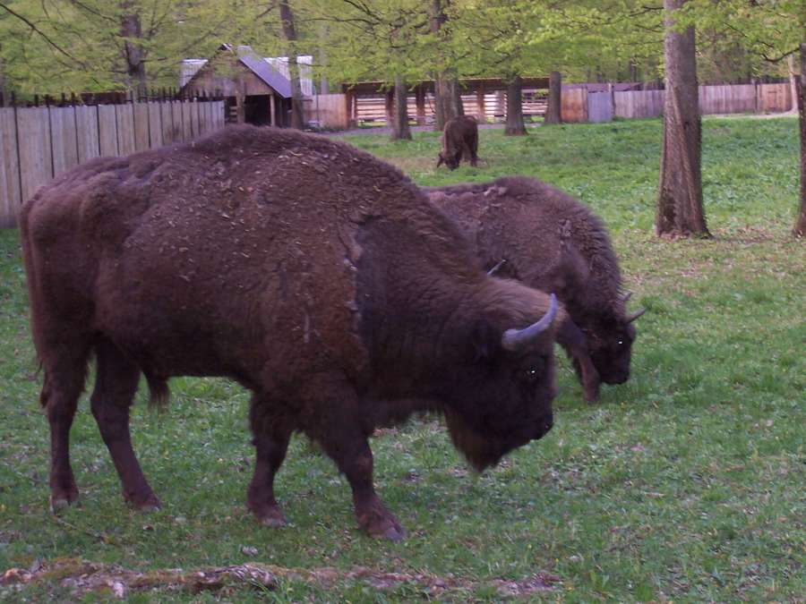 European bison grazing at the Bison Show Reserve in Białowieża National Park