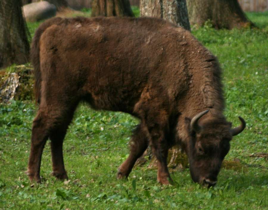 European bison grazing in Białowieża National Park