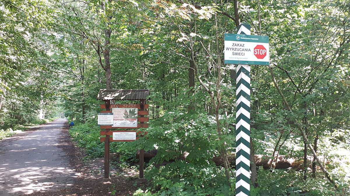 Forest in the Białowieża area