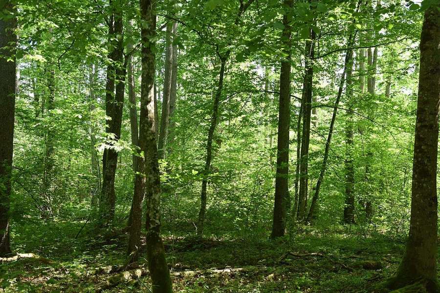 Forest in Białowieża, eastern Poland