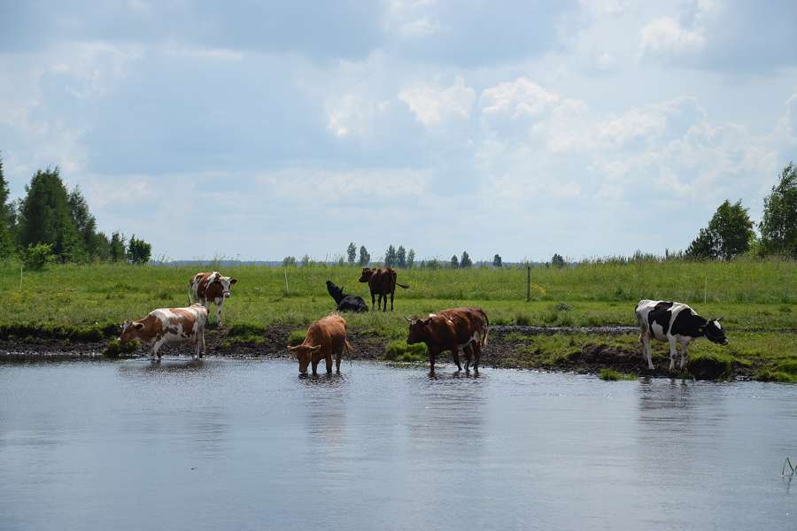 Cattle grazing at the edge of the Biebrza marshes, part of the park's traditional landscape