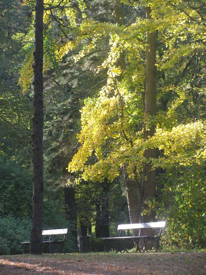 Golden autumn in Warsaw's Łazienki Królewskie park - retiring to Poland on a Canadian pension