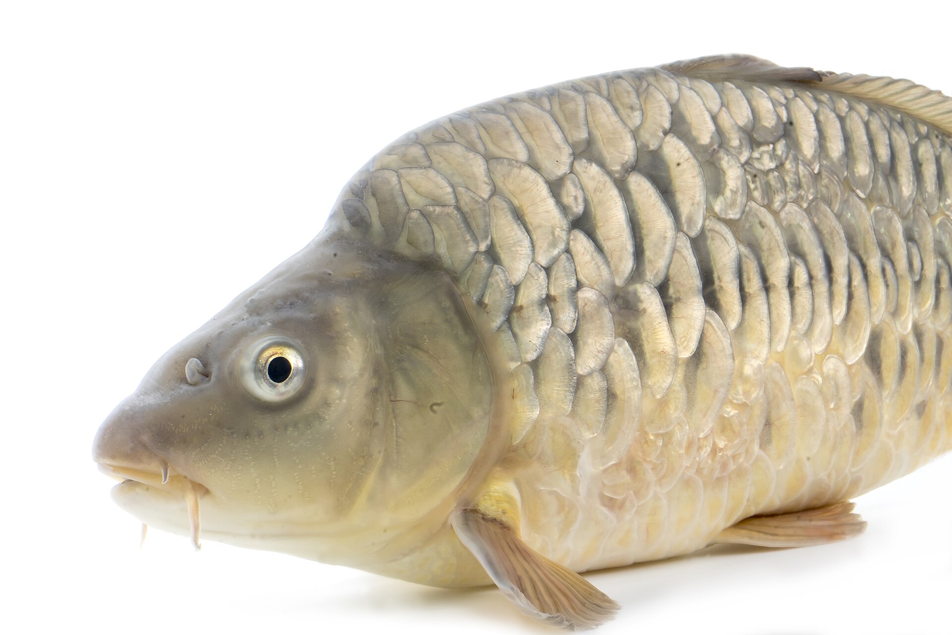 A mirror carp - the same species, Cyprinus carpio, that fills Polish Christmas tubs