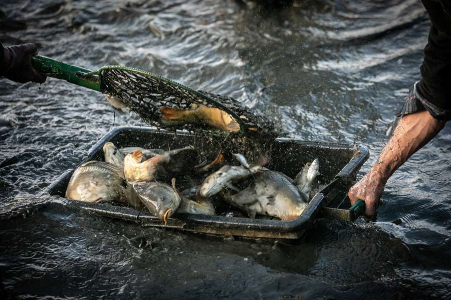 Carp being netted into a tub during a Christmas harvest at a Polish fish farm