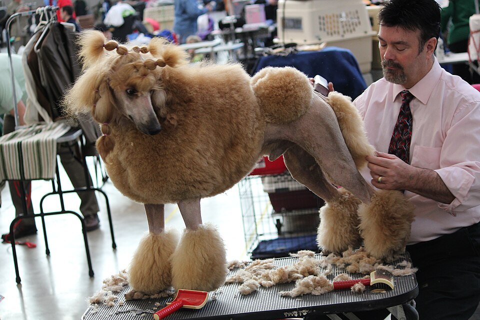 Poodle being groomed at a Pennsylvania dog show in March 2010