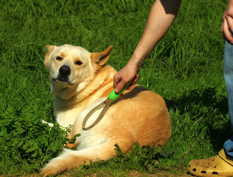 Illustrative dog grooming outdoors in Calgary in January 2012
