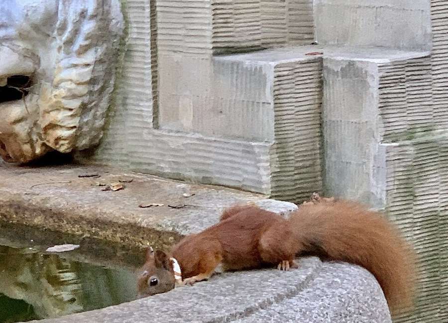 A red squirrel drinking at a fountain in Łazienki Park, Warsaw
