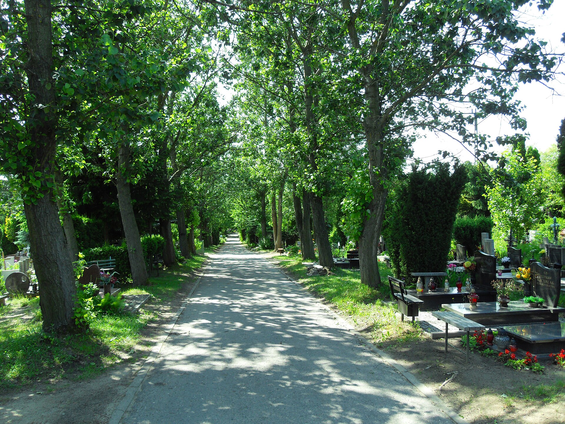 An alley between old trees and graves at the Lostowicki cemetery in Gdansk, archive photo