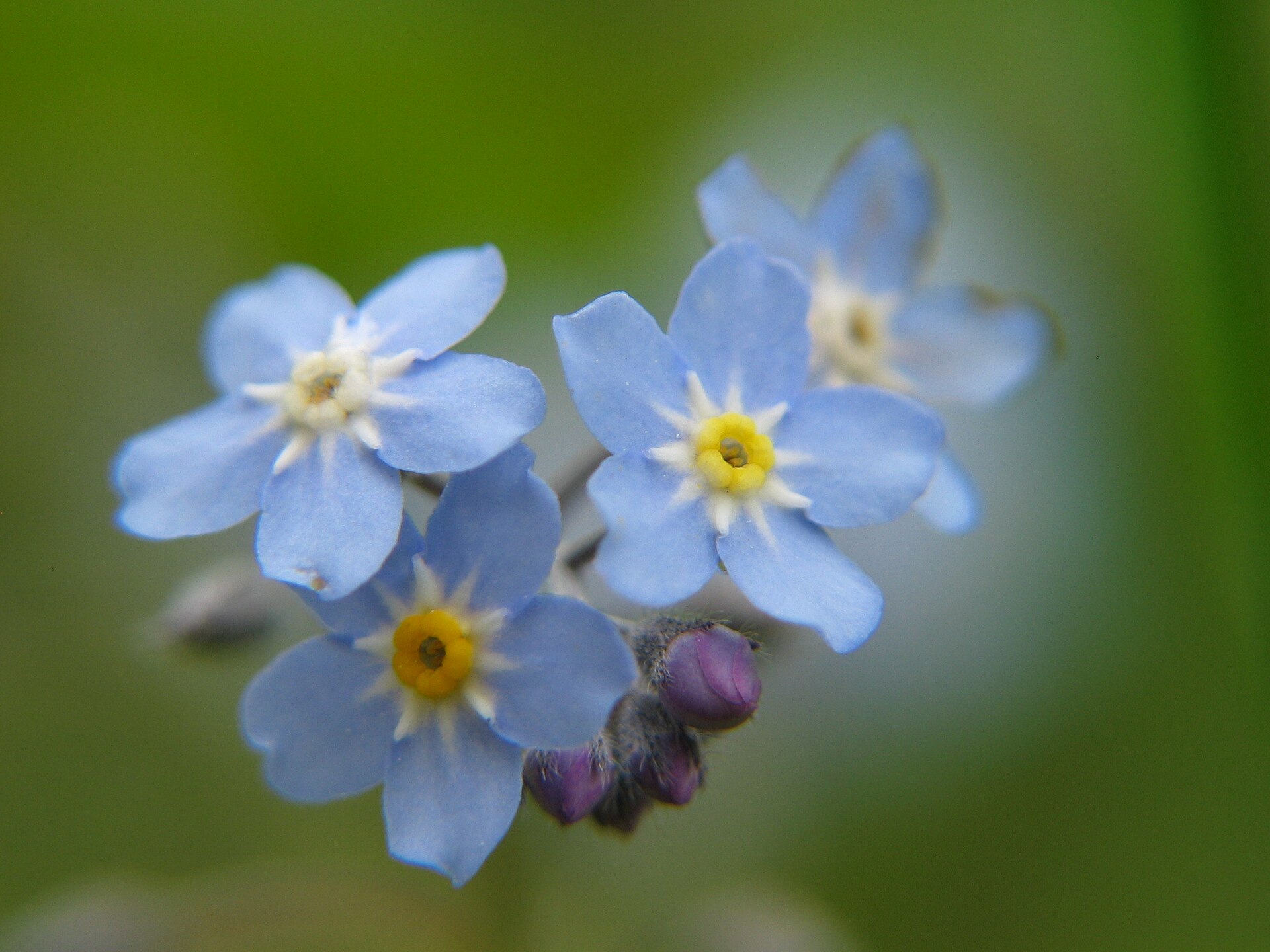 Blue forget-me-not flowers in close-up, the symbolic flower of Grandparents Day