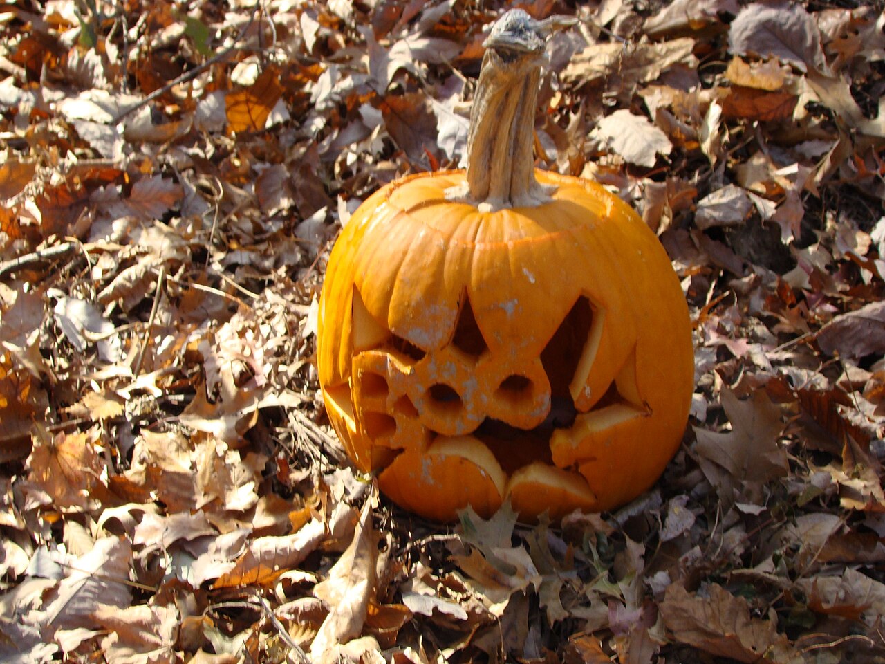 A carved jack-o-lantern pumpkin resting in autumn leaves