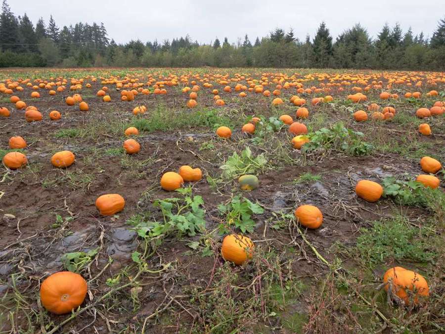 Ripe orange pumpkins scattered across a farm field in October