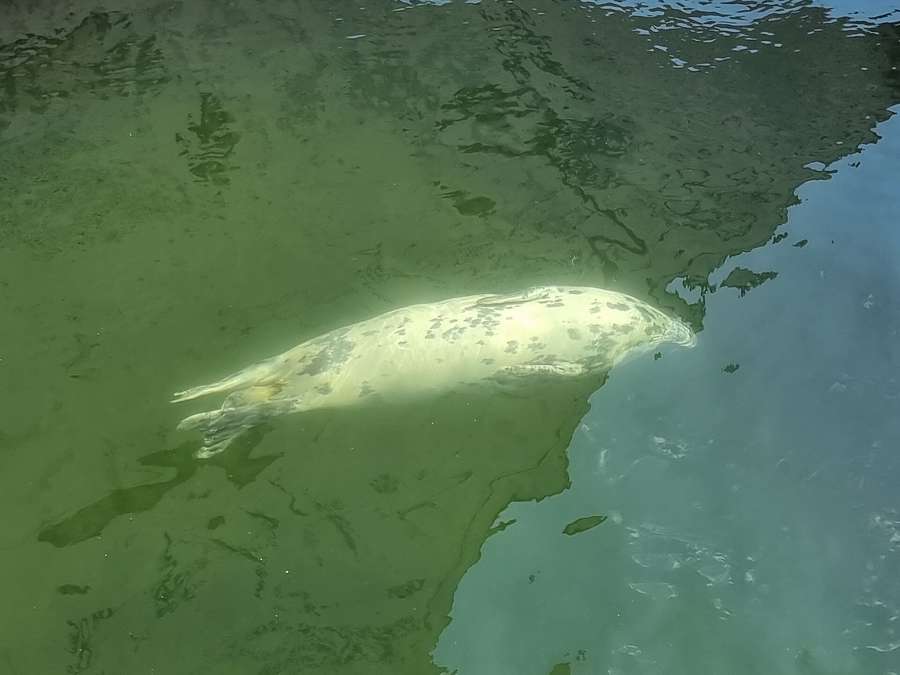 A seal gliding underwater at the Hel fokarium