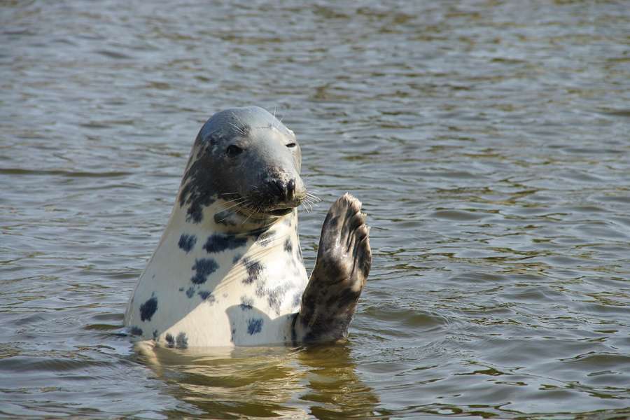 A Baltic grey seal raising a flipper above the water