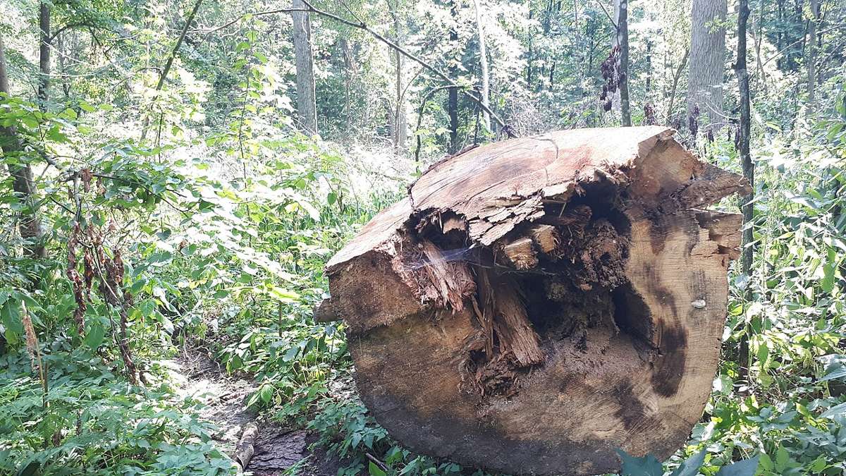 A forest in Białowieża, Poland, with a fallen tree trunk
