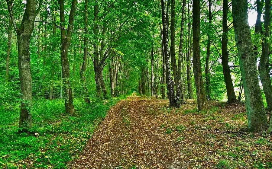 A forest path covered in autumn leaves in Poland