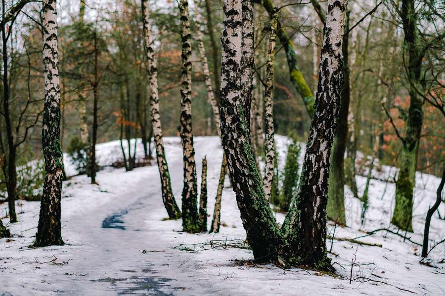 A snowy path over a dune - in winter Kampinos's trail network becomes Warsaw's cross-country skiing