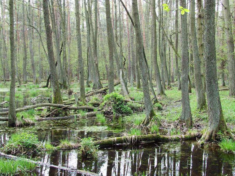 A marshy alder forest in Kampinos National Park - dunes and bogs at Warsaw’s doorstep