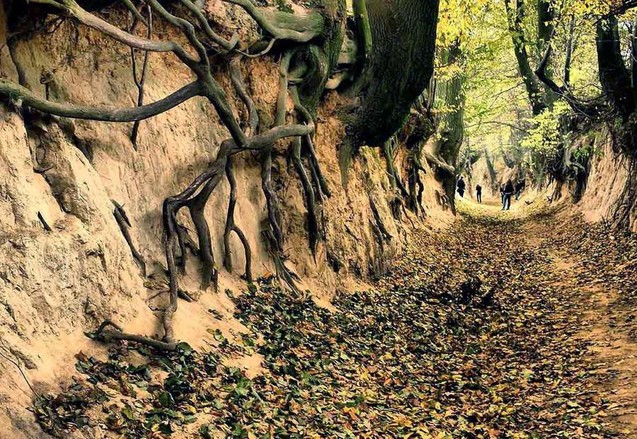 Korzeniowy Dół - the root-walled loess gorge ten minutes from the market square