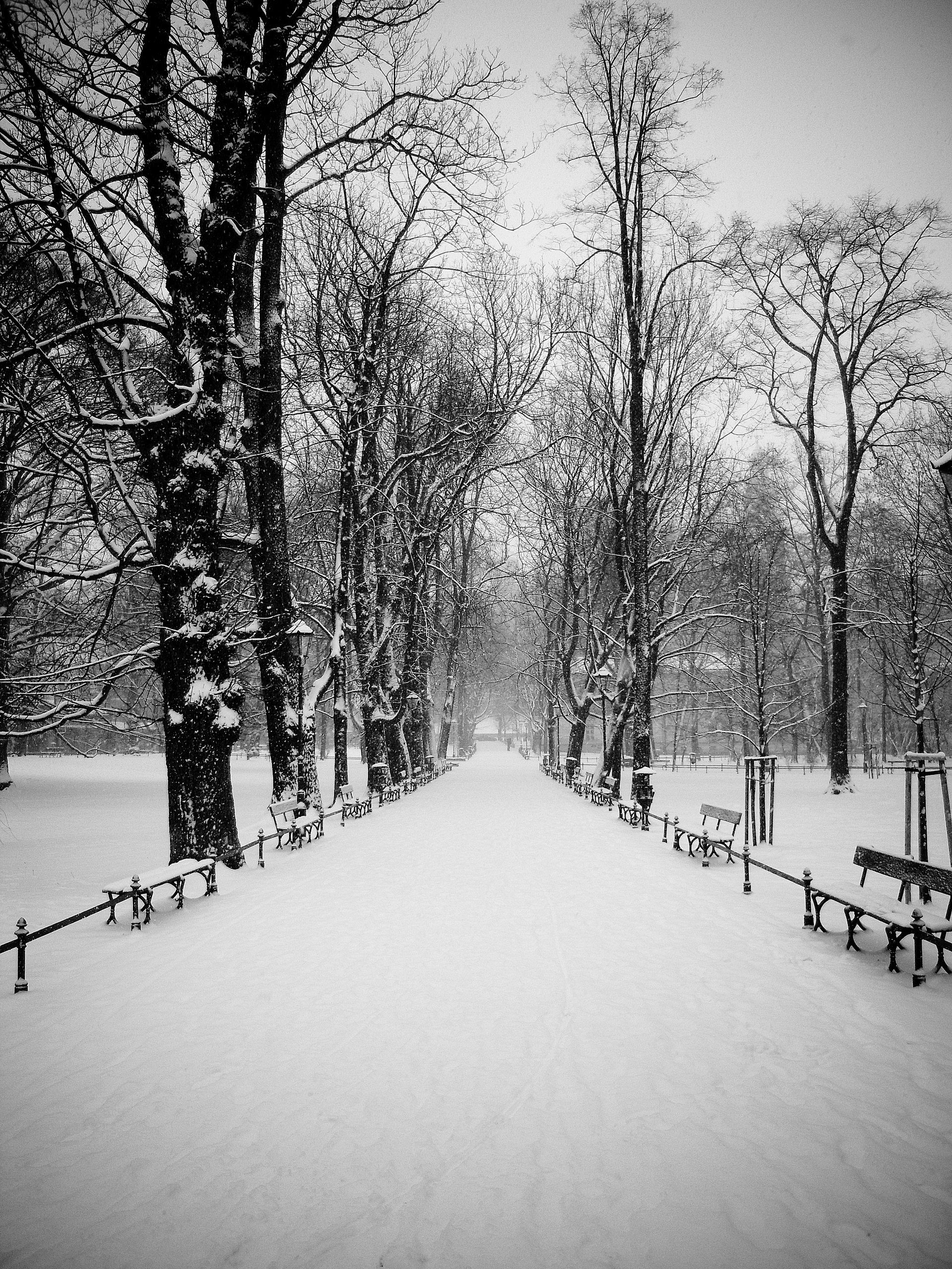 A snow-covered tree-lined path in Kraków's Planty park in winter