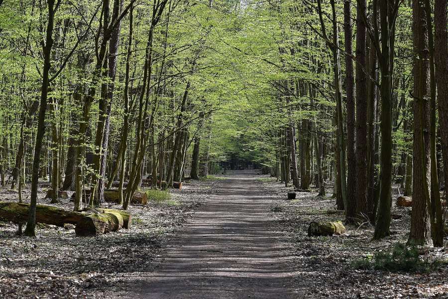 A marked walking trail through the Las Kabacki forest reserve in spring green