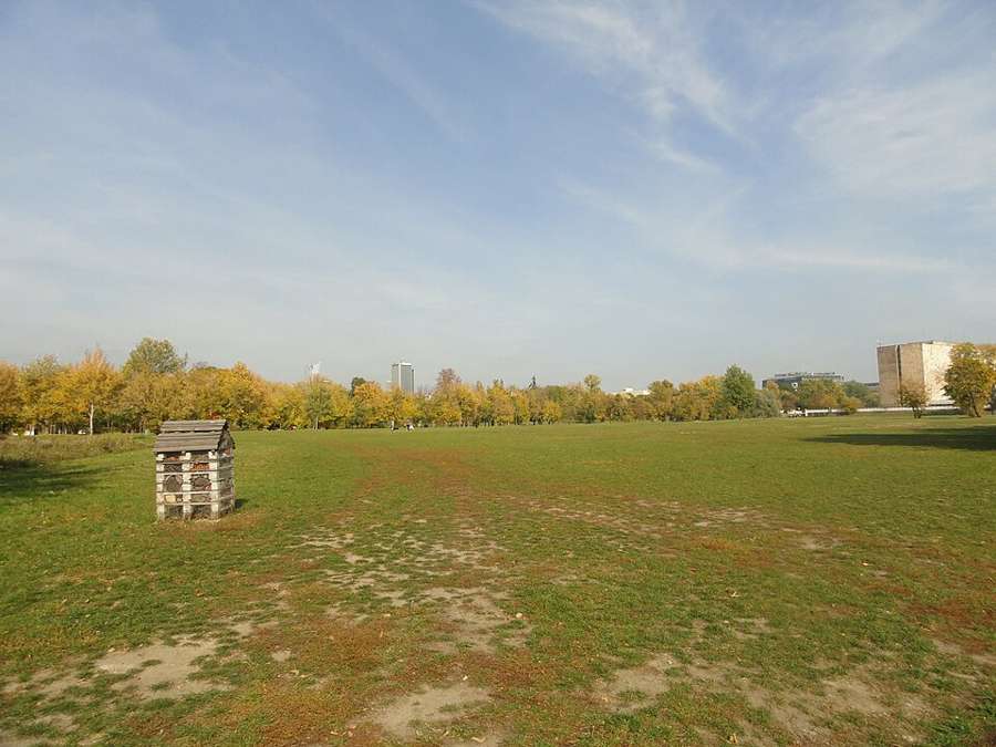 Pole Mokotowskie's open meadows after the 2023 naturalization