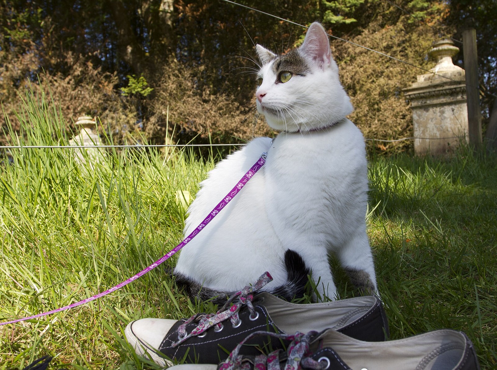 White cat on a lead in a meadow, photographed in 2012