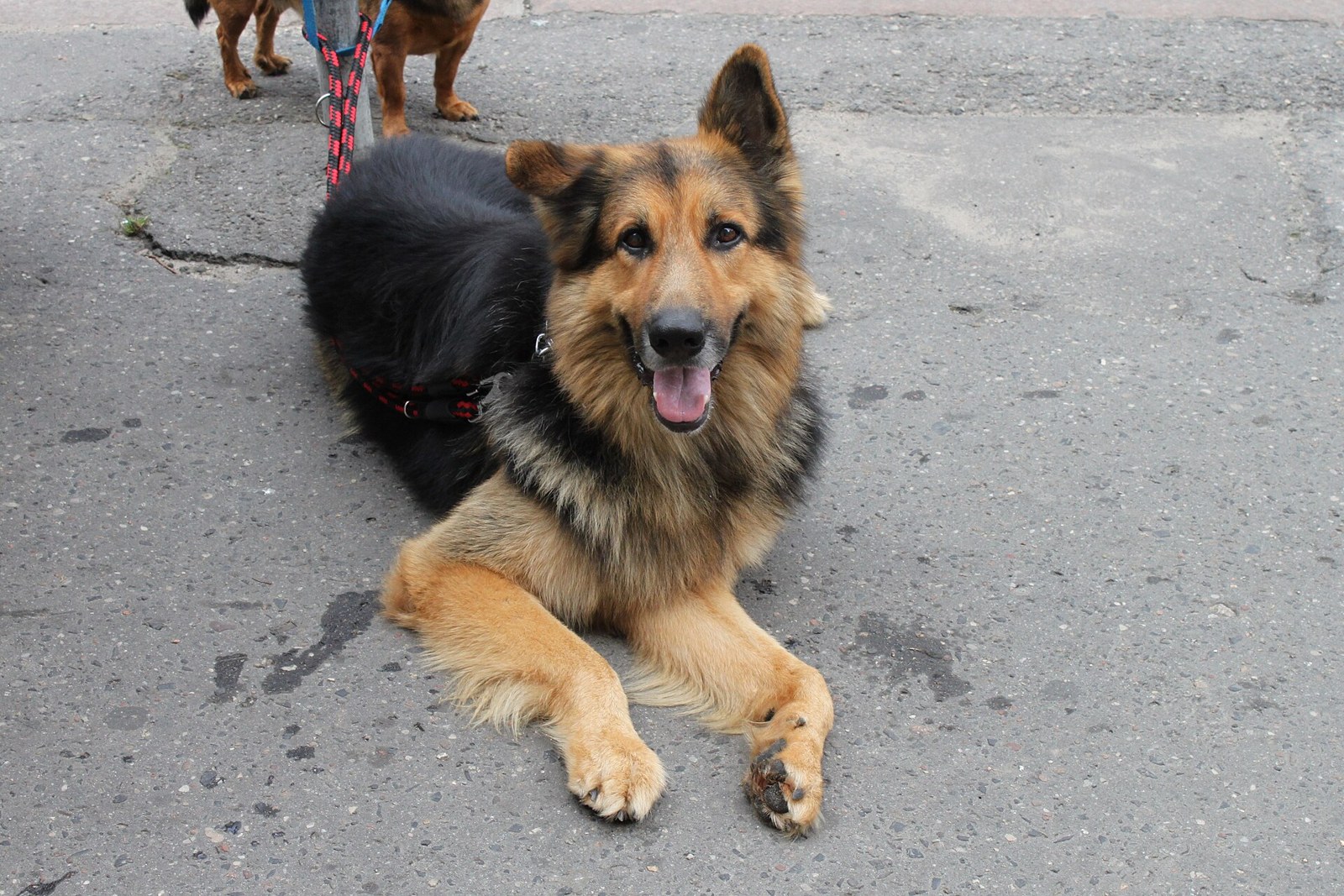 A young dog resting in Gdańsk in 2010, an illustrative photograph rather than a missing-pet appeal