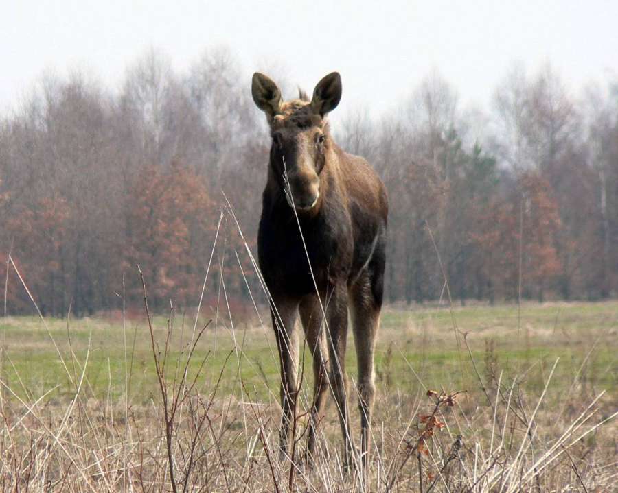 Elk standing in a meadow in Kampinos National Park