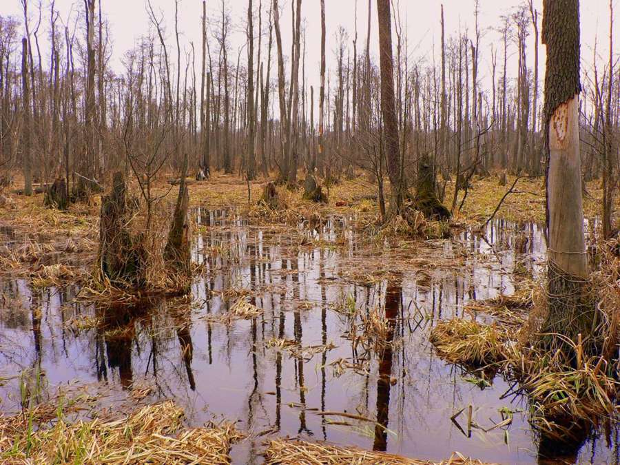 Marsh forest with standing water inside Kampinos National Park