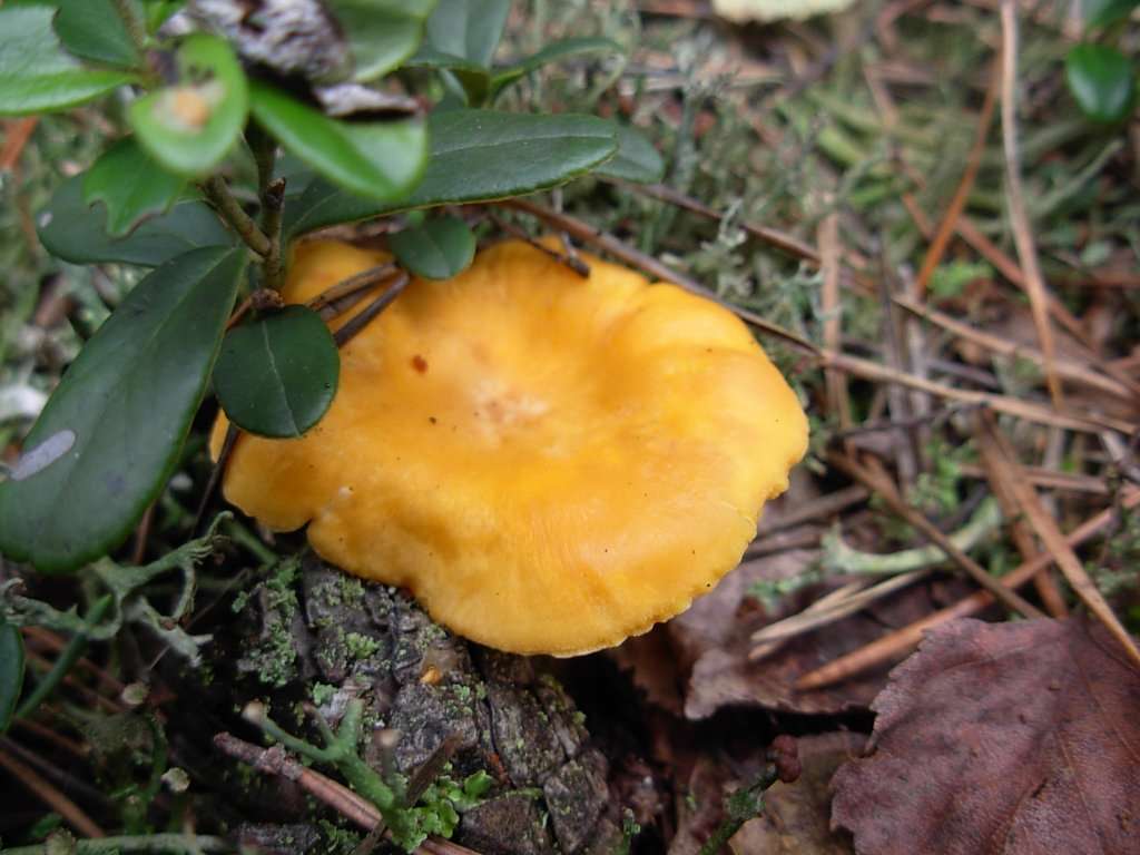 A chanterelle mushroom among bilberry leaves in the Puszcza Bydgoska forest
