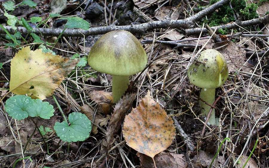 Two death cap mushrooms on a forest floor among fallen leaves