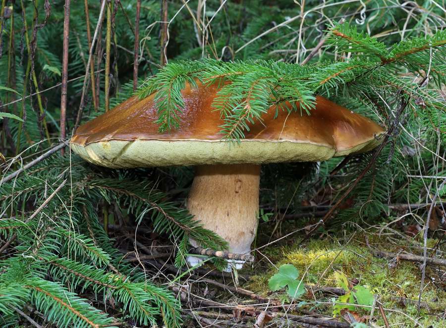 A porcini mushroom (Boletus edulis) growing among spruce needles in a Polish forest