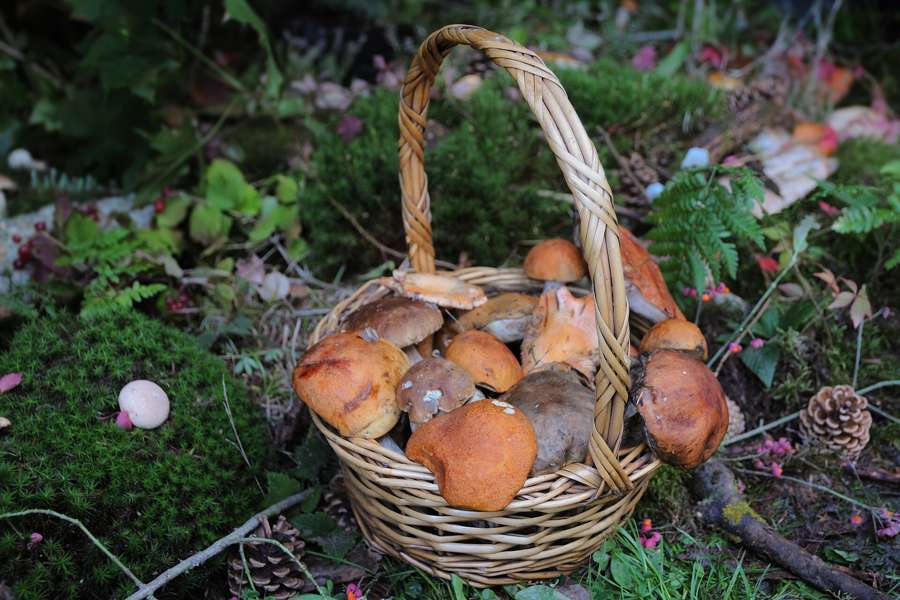 A wicker basket full of freshly picked forest mushrooms on a mossy forest floor in Poland