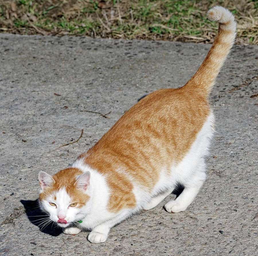 Orange and white domestic cat on a path in Krakow