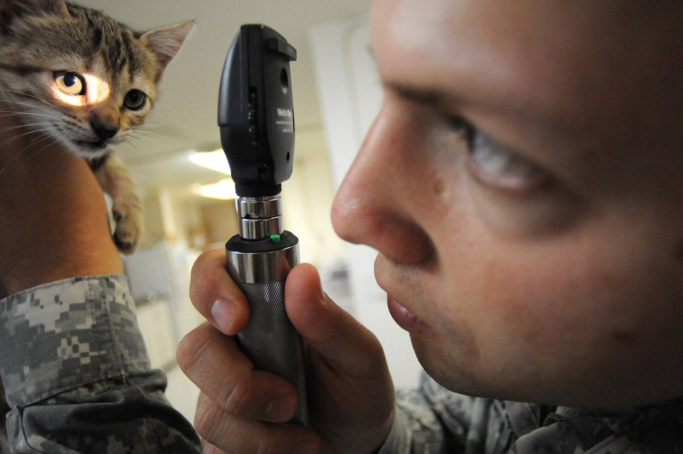 Kitten at a veterinary check-up