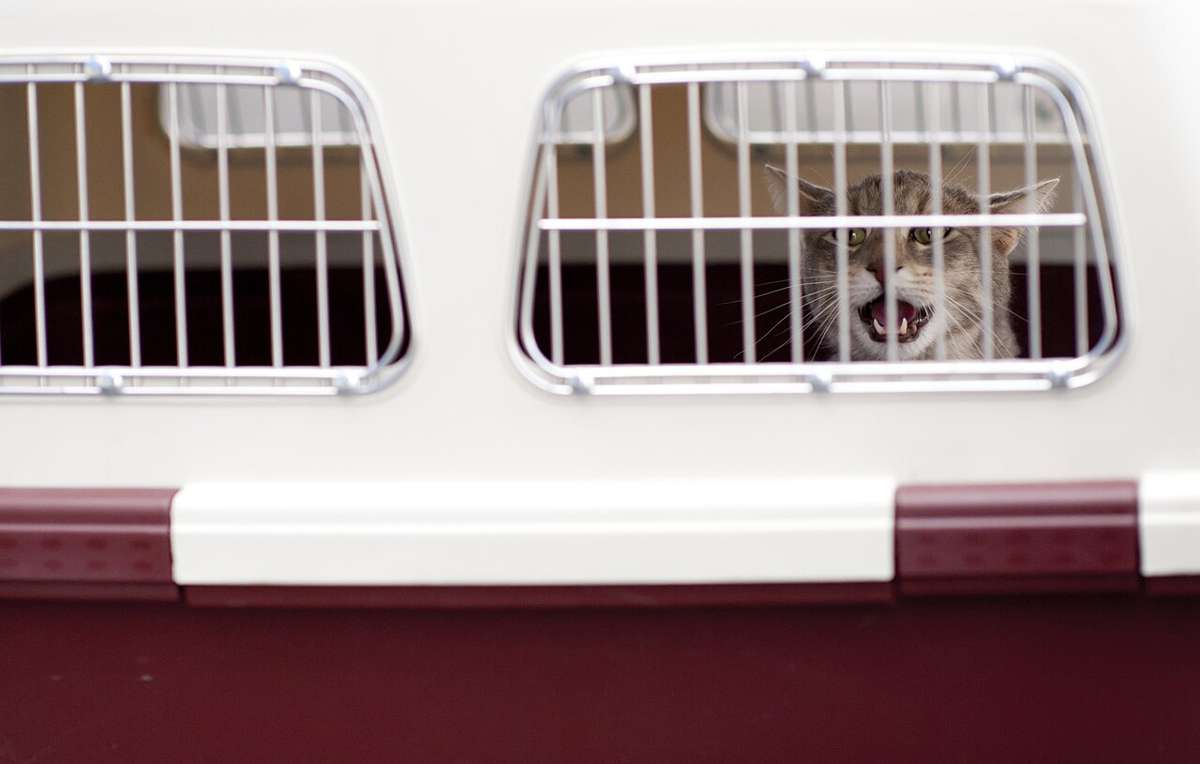 A cat in a travel cage