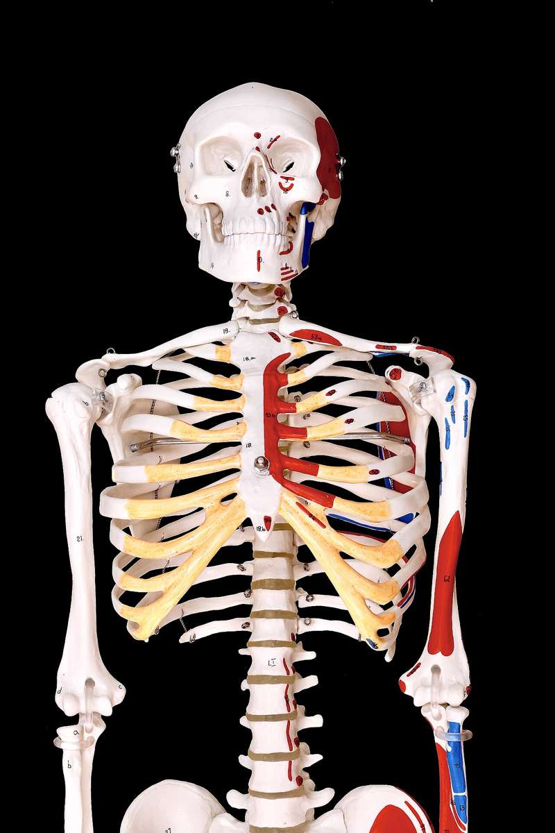Illustrative photo of an anatomical skeleton