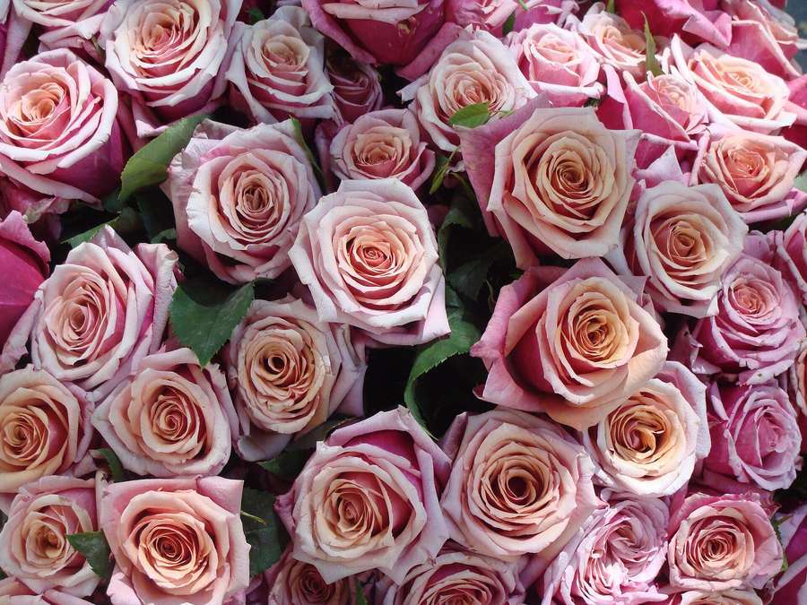 A bouquet of pink roses