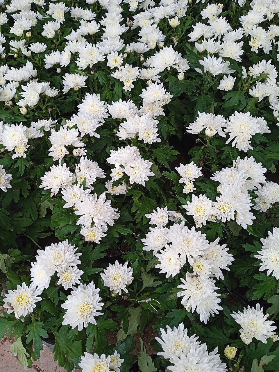 White chrysanthemums, the classic Polish funeral flower