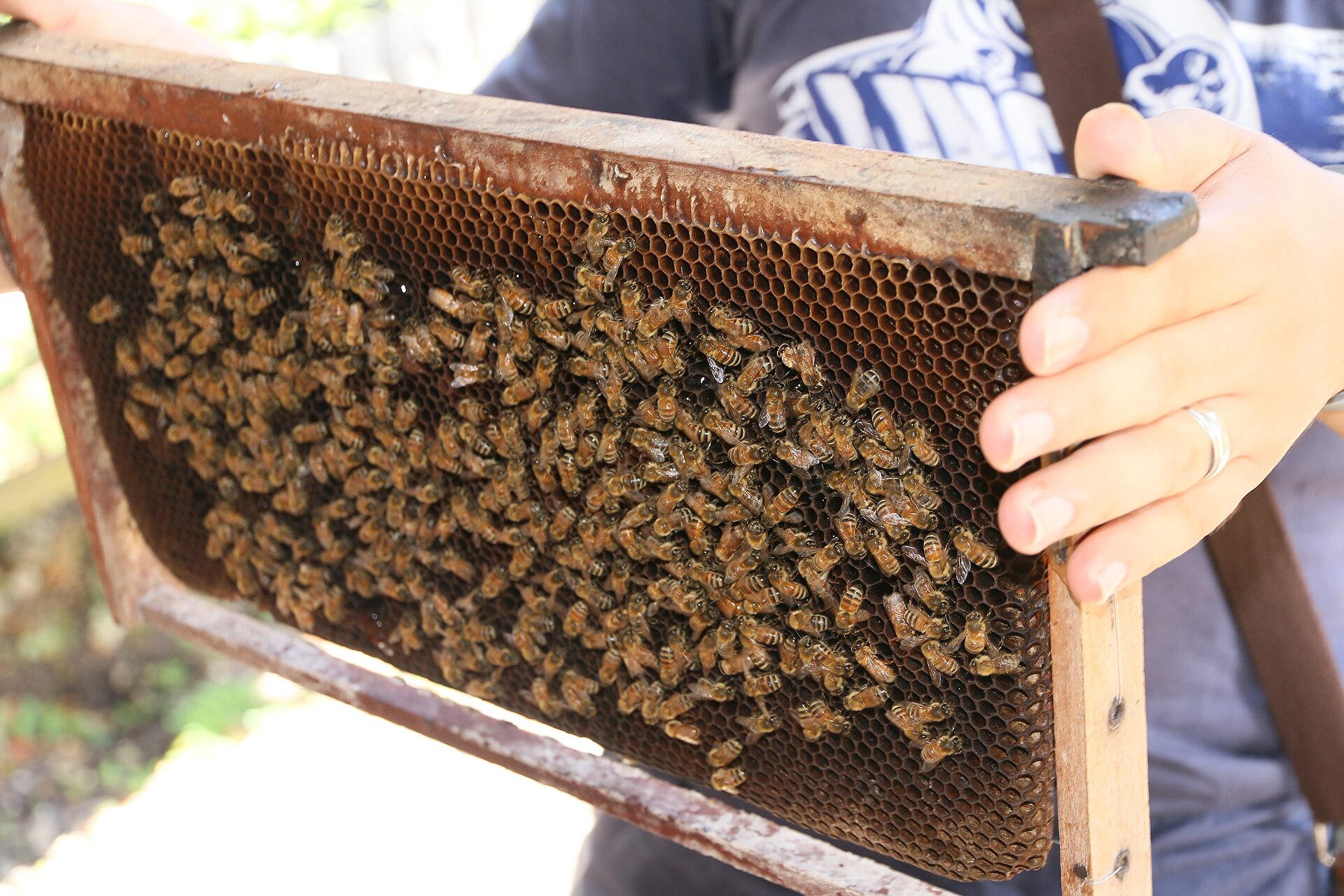 A beekeeper holding a honeycomb frame covered with bees