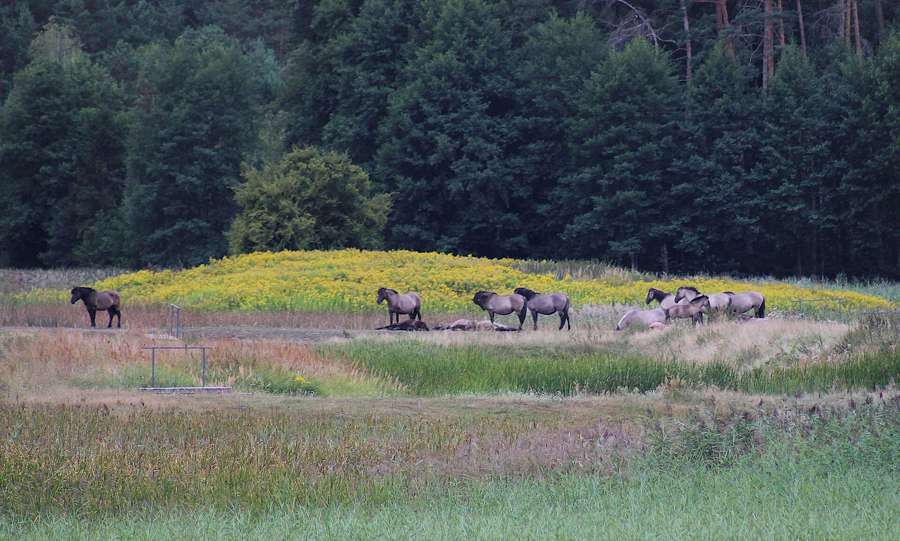 Konik polski horses grazing by the Echo ponds in Zwierzyniec