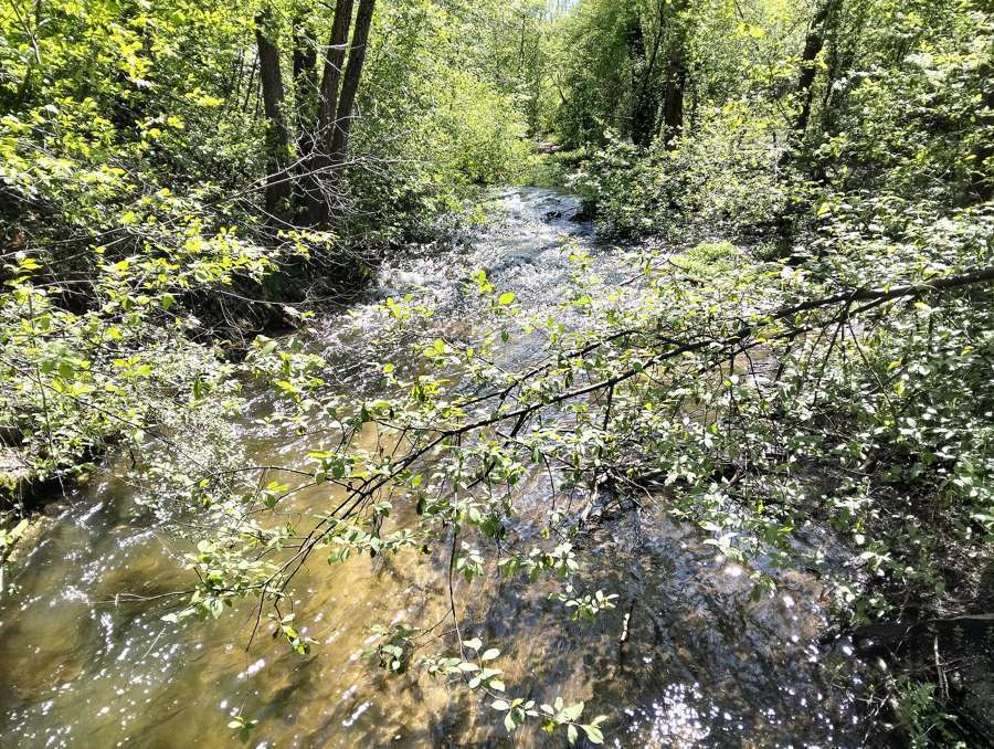 The Tanew river running through forest in Roztocze