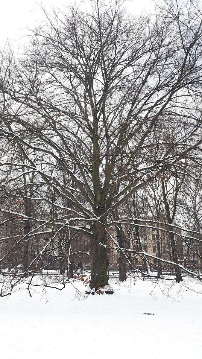 Winter street in Krakow, illustrative