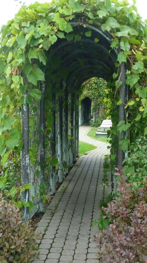 Vine-covered walkway in the University of Warsaw Library roof garden