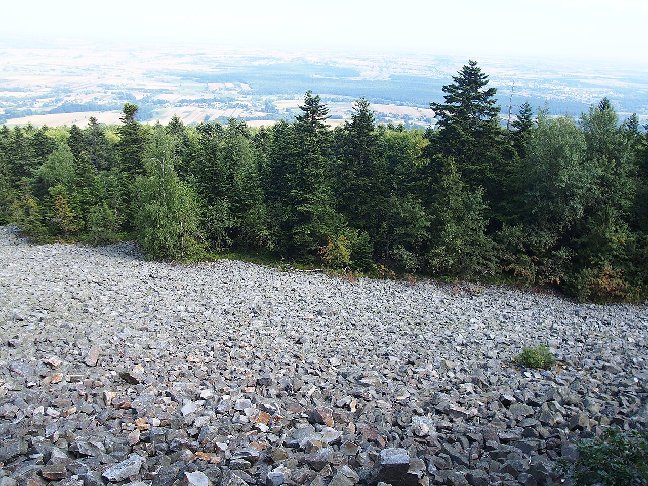 Quartzite boulders of the gołoborze blockfield below spruce forest on Łysa Góra