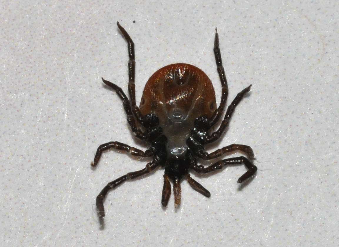 A tick (Ixodes ricinus) seen from above