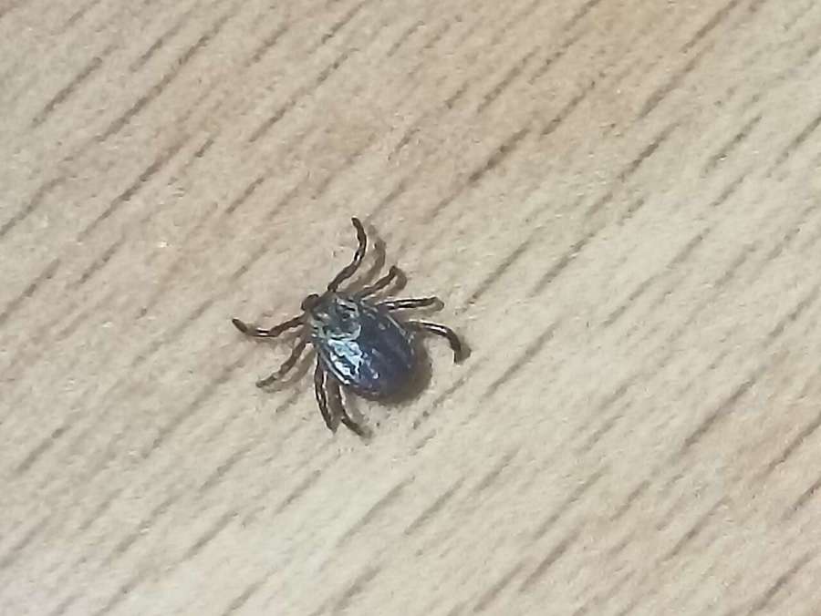 A dark tick on a light wooden surface, photographed in Poznań